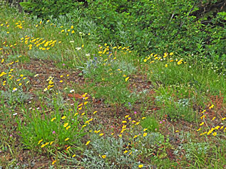 meadow mix close 3 small graphic